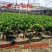 四季常青耐寒榕树造型树桩盆景苗室内植物人参榕小叶榕树盆栽