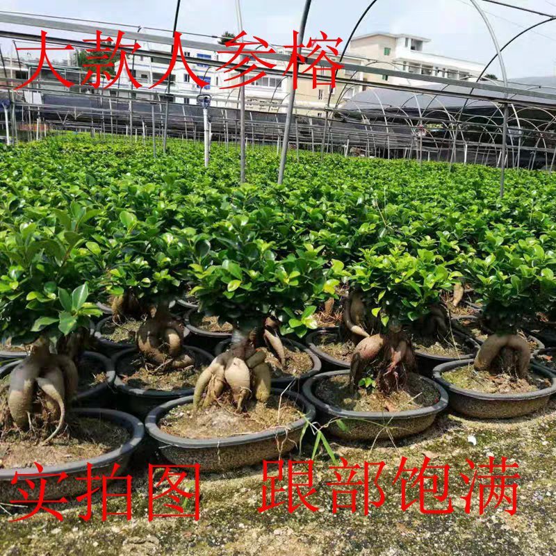 四季常青耐寒榕树造型树桩盆景苗室内植物人参榕小叶榕树盆栽
