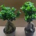 四季常青耐寒榕树造型树桩盆景苗室内植物人参榕小叶榕树盆栽