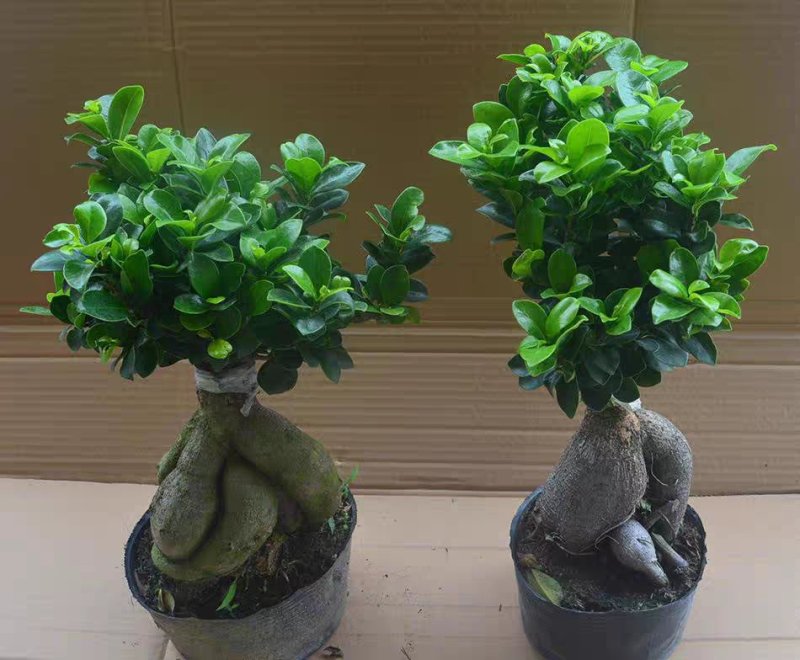 四季常青耐寒榕树造型树桩盆景苗室内植物人参榕小叶榕树盆栽