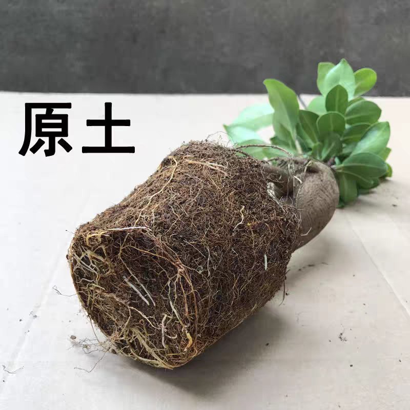 四季常青耐寒榕树造型树桩盆景苗室内植物人参榕小叶榕树盆栽