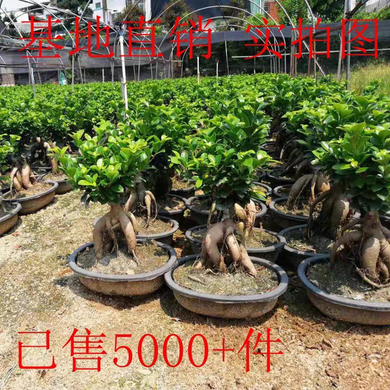 四季常青耐寒榕树造型树桩盆景苗室内植物人参榕小叶榕树盆栽