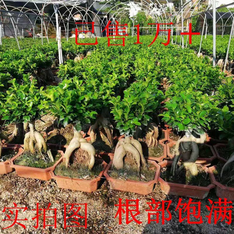 四季常青耐寒榕树造型树桩盆景苗室内植物人参榕小叶榕树盆栽