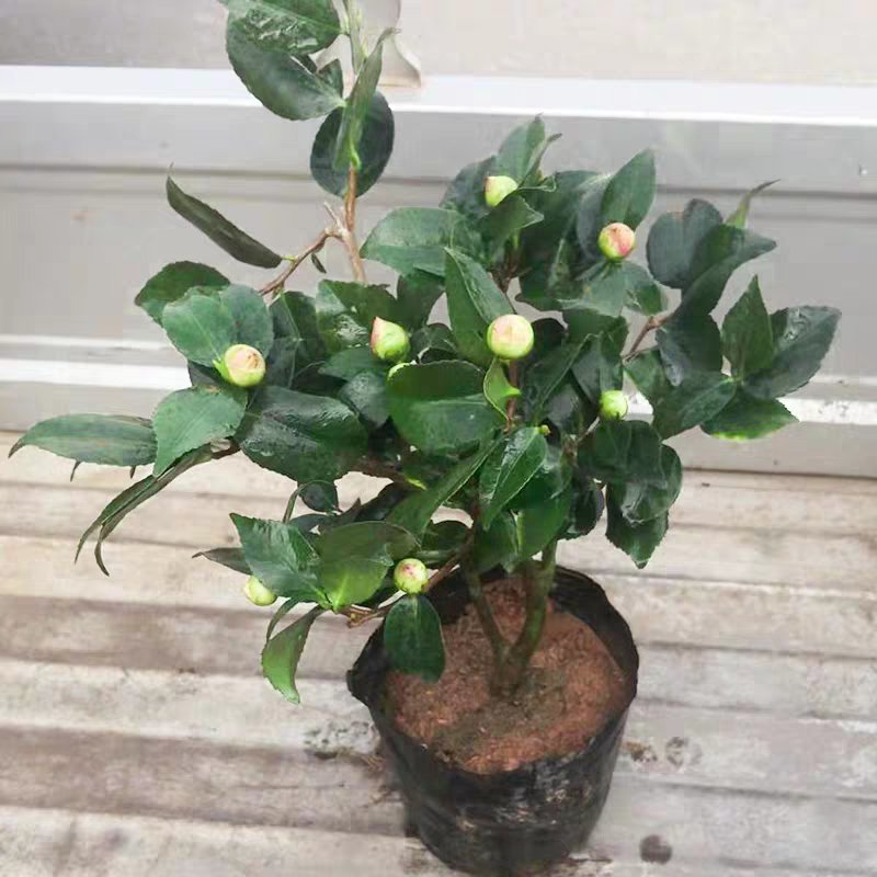 香妃山茶花树苗盆栽带花苞花卉植物室内好养四季开花不断耐寒