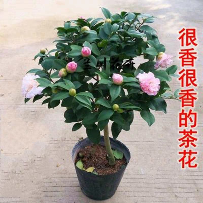 香妃山茶花树苗盆栽带花苞花卉植物室内好养四季开花不断耐寒