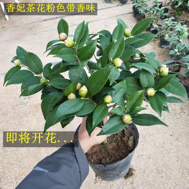 香妃山茶花树苗盆栽带花苞花卉植物室内好养四季开花不断耐寒