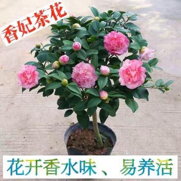 香妃山茶花树苗盆栽带花苞花卉植物室内好养四季开花不断耐寒