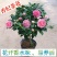 香妃山茶花树苗盆栽带花苞花卉植物室内好养四季开花不断耐寒