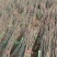 香椿苗、大竹巴山红、野生香椿芽欢迎来我基地参观