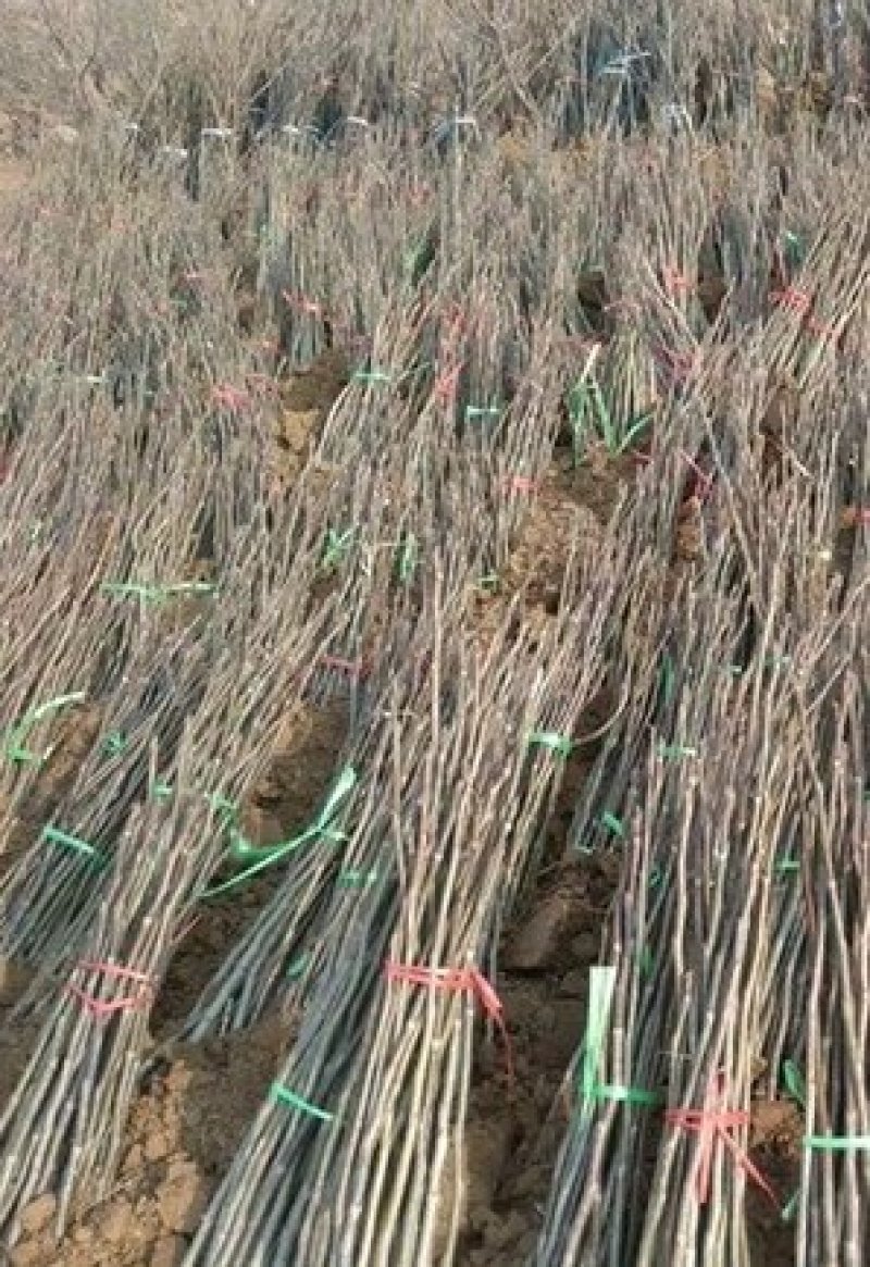 香椿苗、大竹巴山红、野生香椿芽欢迎来我基地参观