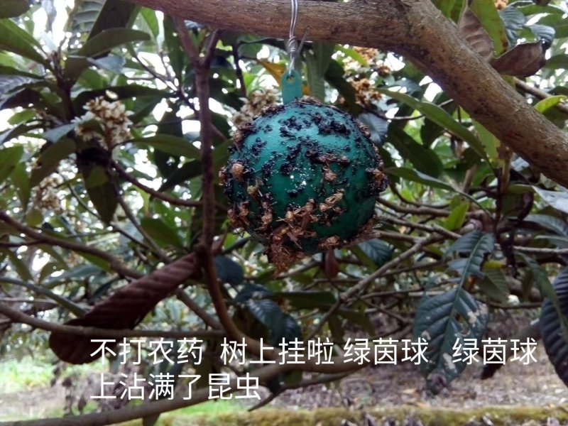 白沙白玉枇杷孕妇水果不打农药果园直销3斤