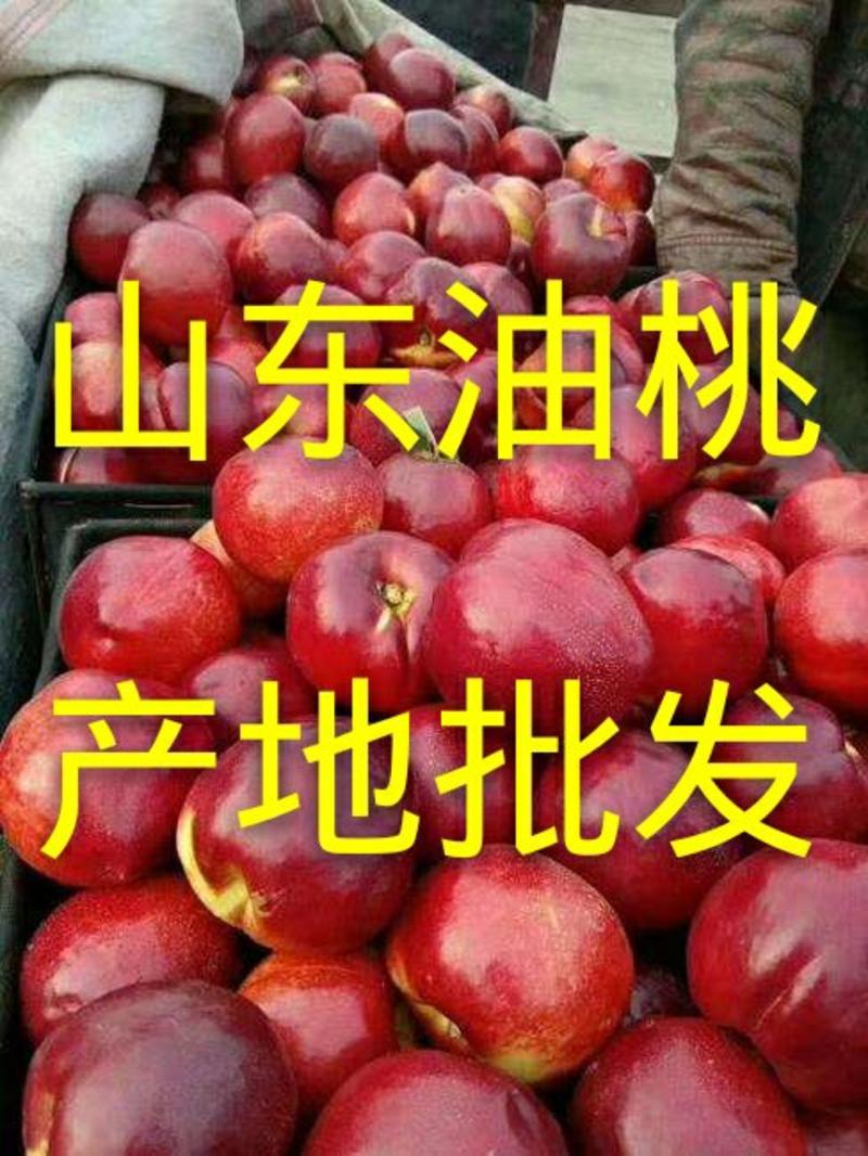 【油桃】山东油桃产地大降价，大量供应中，货源充足