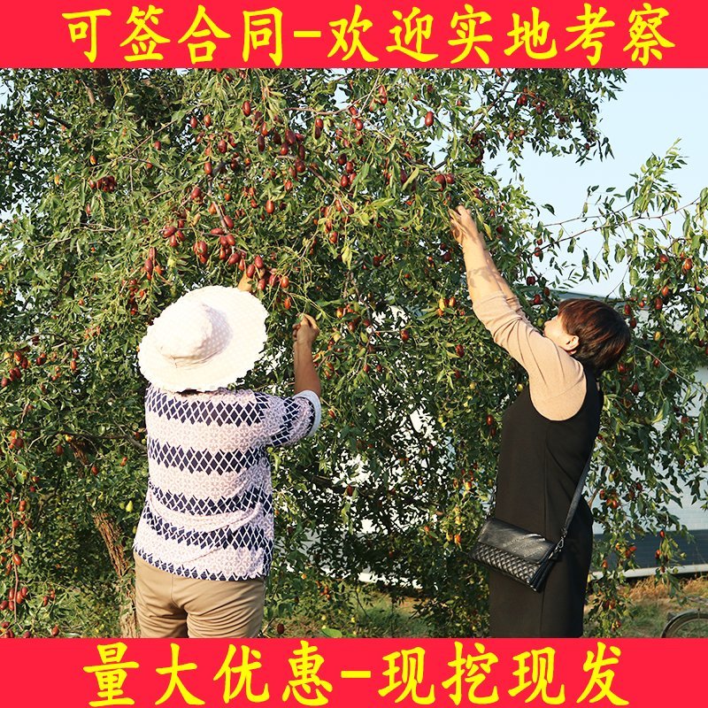枣树苗活苗特大嫁接沾化冬枣果树苗南方北方盆栽地栽种植当年
