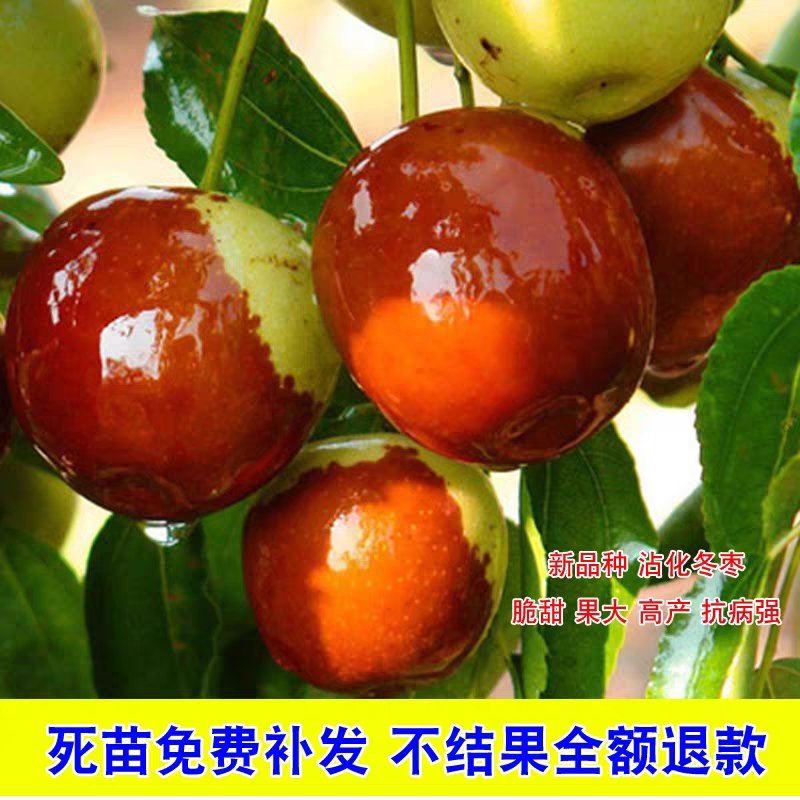 枣树苗活苗特大嫁接沾化冬枣果树苗南方北方盆栽地栽种植当年