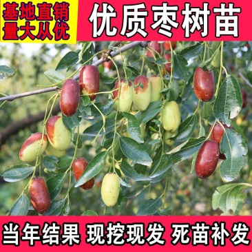 枣树苗活苗特大嫁接沾化冬枣果树苗南方北方盆栽地栽种植当年