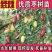 枣树苗活苗特大嫁接沾化冬枣果树苗南方北方盆栽地栽种植当年