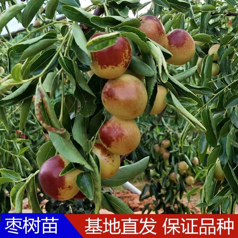 枣树苗活苗特大嫁接沾化冬枣果树苗南方北方盆栽地栽种植当年