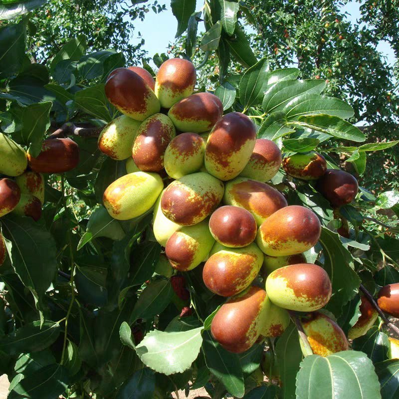 枣树苗活苗特大嫁接沾化冬枣果树苗南方北方盆栽地栽种植当年