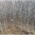 枣树苗活苗特大嫁接沾化冬枣果树苗南方北方盆栽地栽种植当年