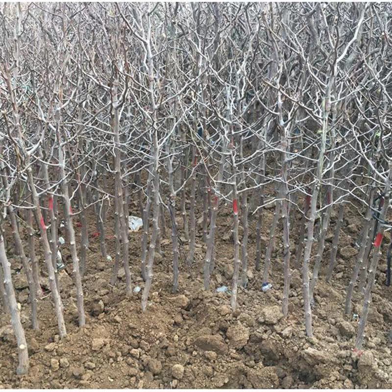 枣树苗活苗特大嫁接沾化冬枣果树苗南方北方盆栽地栽种植当年