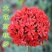大花剪秋罗种子红色景观花种观赏花卉种子室内阳台庭院种植