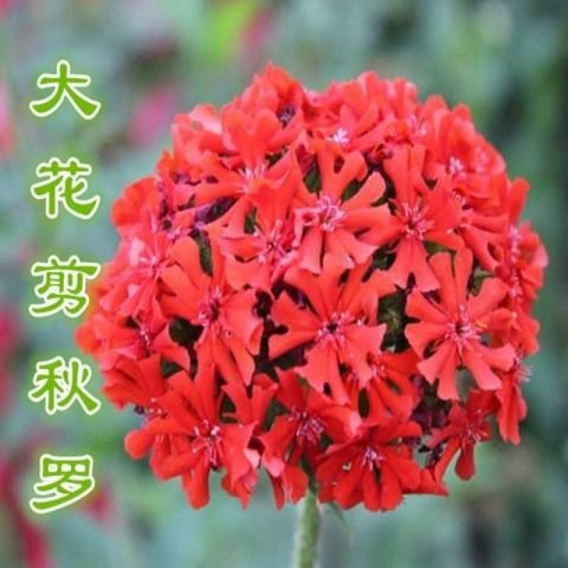 大花剪秋罗种子红色景观花种观赏花卉种子室内阳台庭院种植