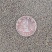 大花剪秋罗种子红色景观花种观赏花卉种子室内阳台庭院种植