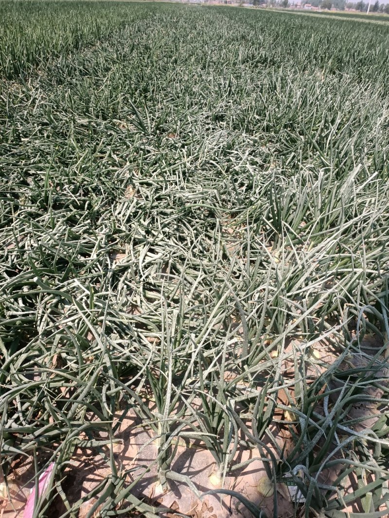 丰县洋葱紫皮洋葱大量上市，上货快，价格合适欢迎选购