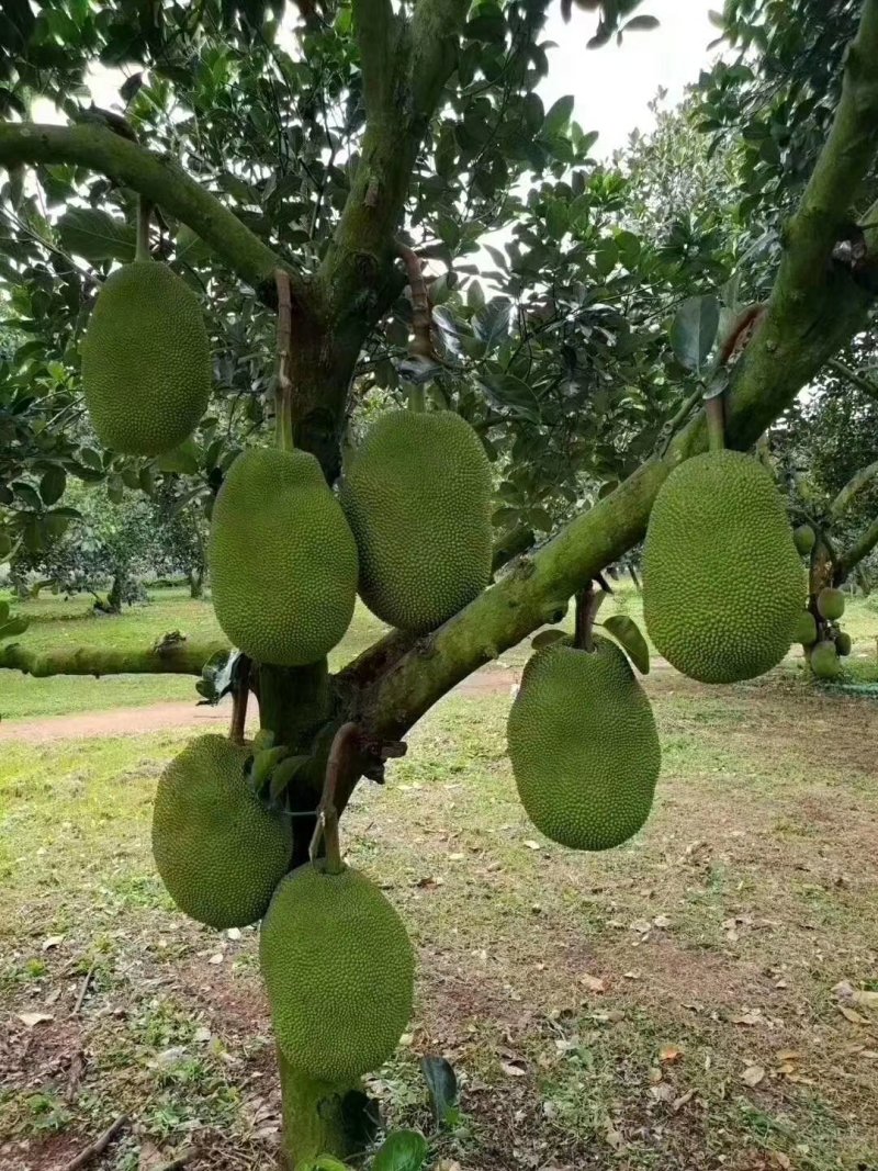 自家农场种植的海南菠萝蜜，有需要的客商请联系