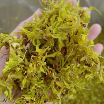 浙江种铁皮石斛花茶干花绿花金黄花