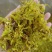 浙江种铁皮石斛花茶干花绿花金黄花