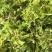 浙江种铁皮石斛花茶干花绿花金黄花