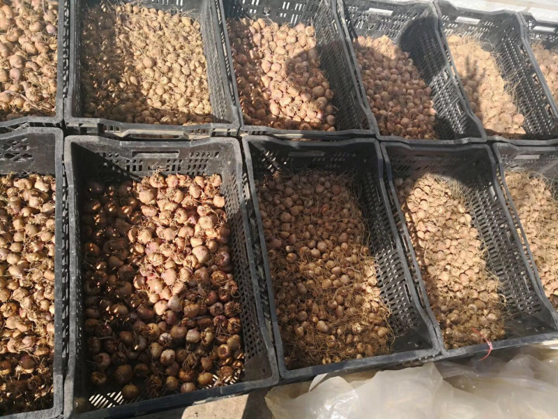 国产唐菖蒲剑兰种球基地自繁大量供应绿化景区花海