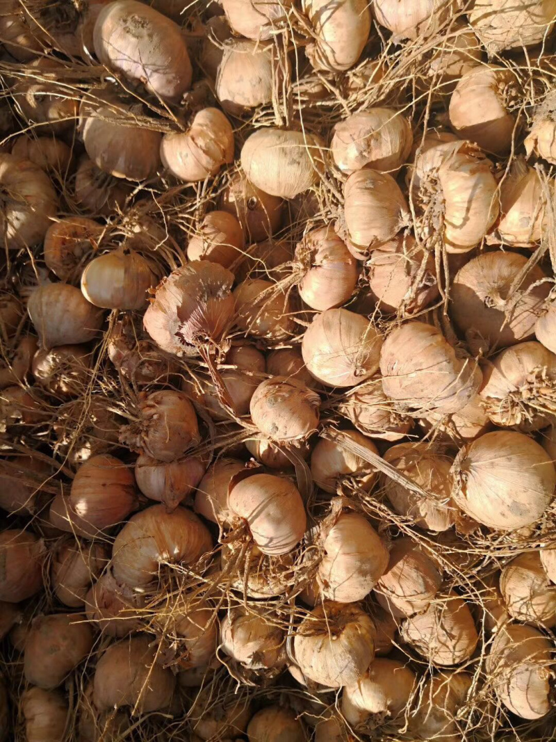 国产唐菖蒲剑兰种球基地自繁大量供应绿化景区花海
