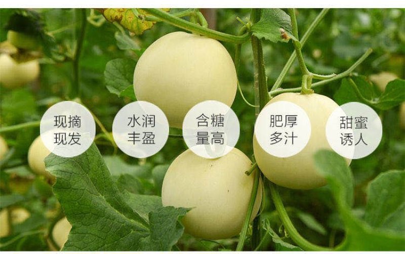 诚信果行，以质量求生存，以信誉求发展