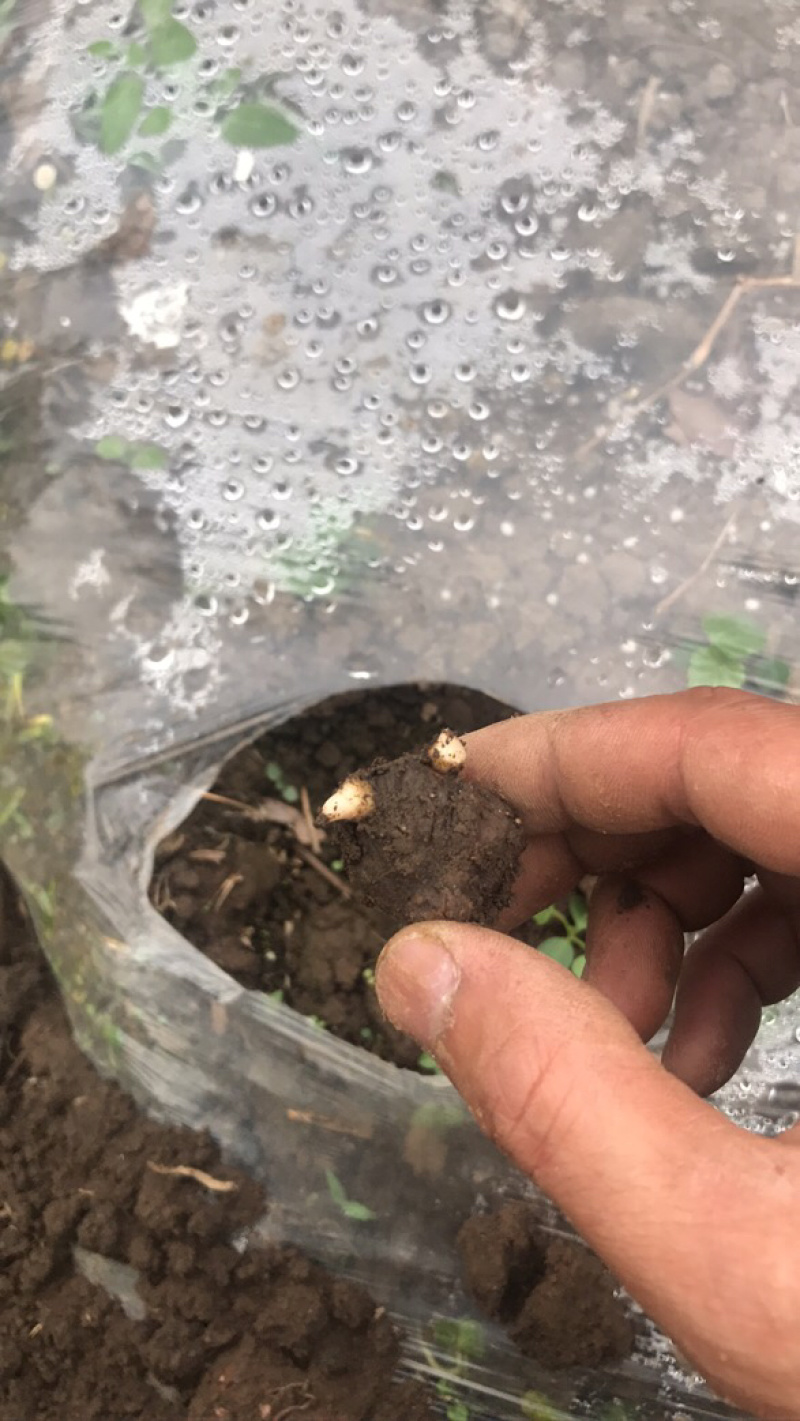 珠芽黄