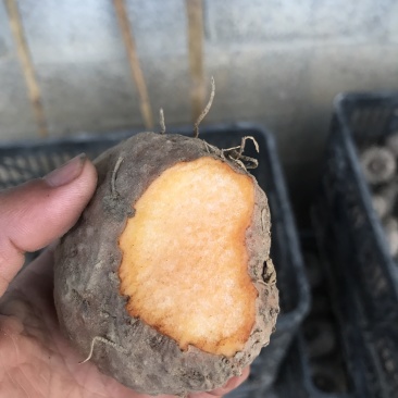 珠芽黄