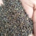 纯新棉黄芪种子发芽率90%以上