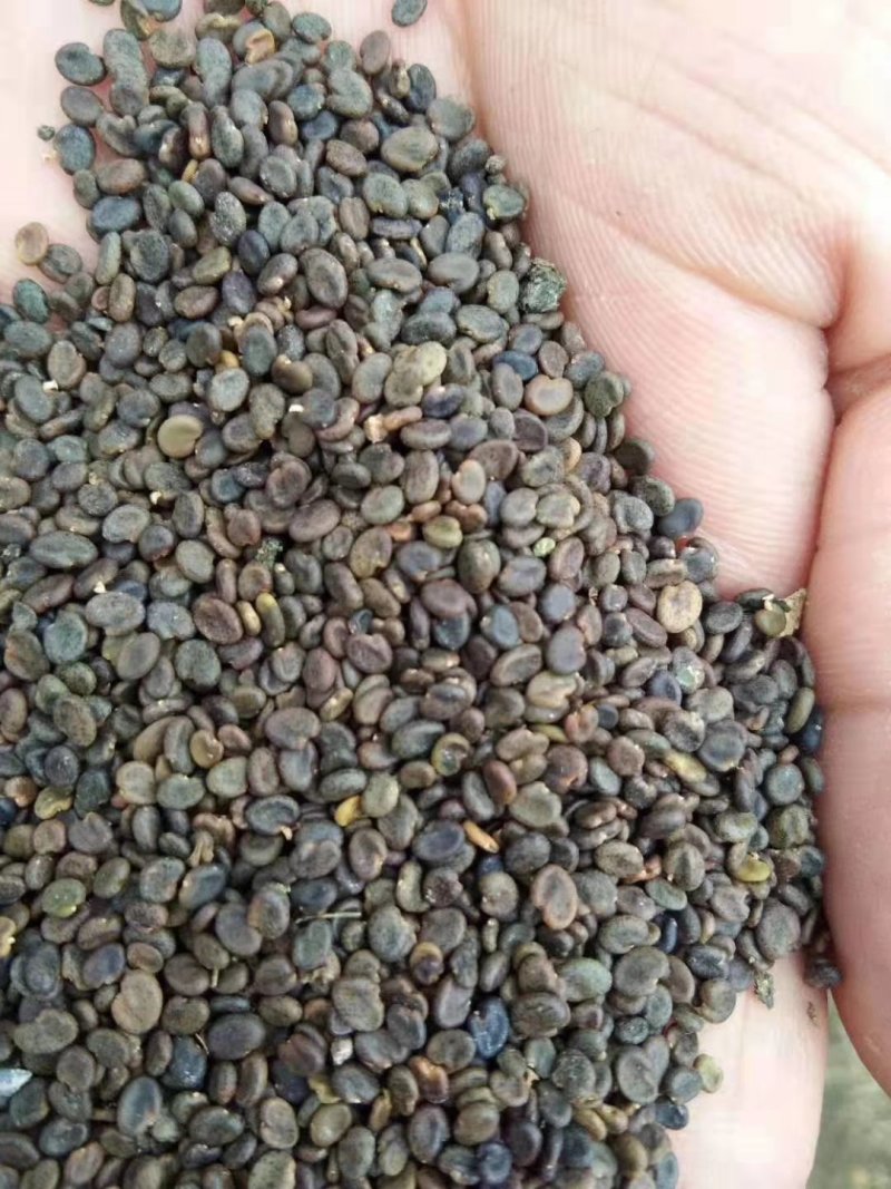 纯新棉黄芪种子发芽率90%以上
