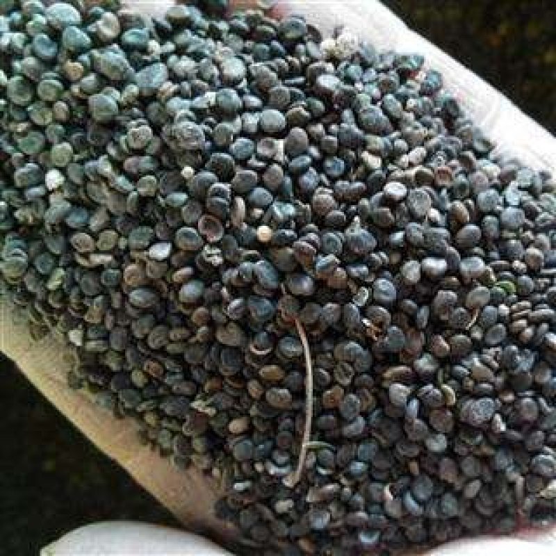 纯新棉黄芪种子发芽率90%以上