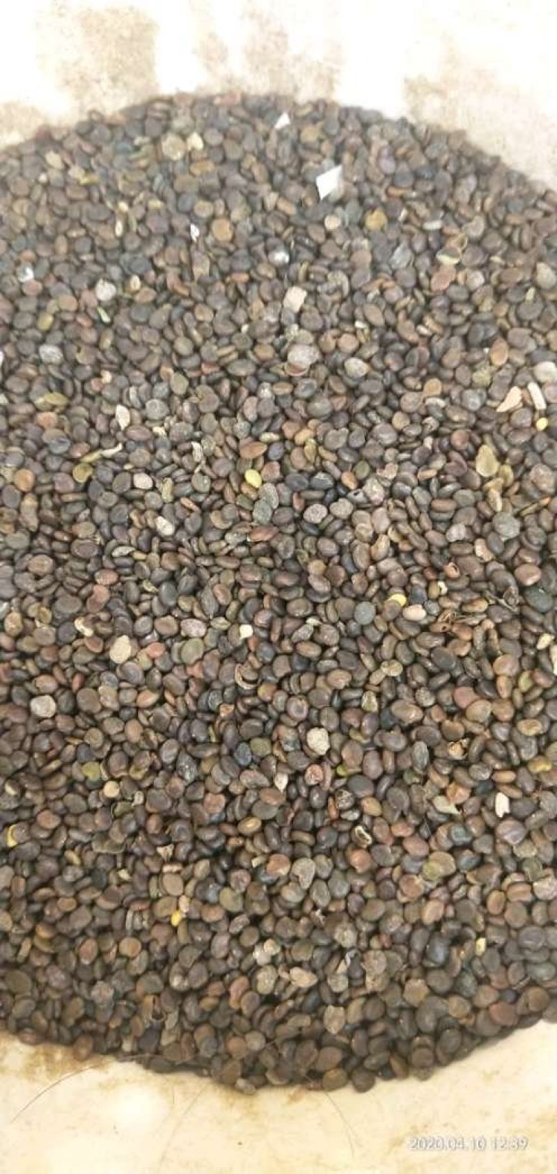 纯新棉黄芪种子发芽率90%以上
