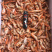 狗🦐渤海湾特产好吃不贵特别新鲜美味可口