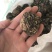 黑玛咖大果热销丽江玛咖产地供应量大