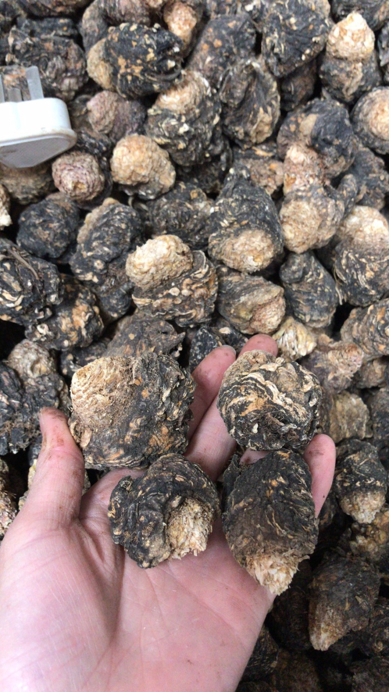黑玛咖大果热销丽江玛咖产地供应量大