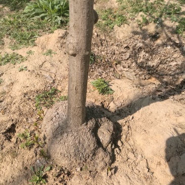 精品，腊梅，可做盆景观赏价值特高