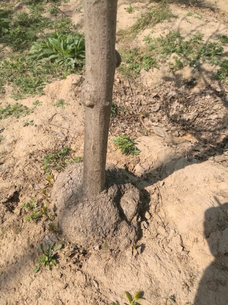 精品，腊梅，可做盆景观赏价值特高