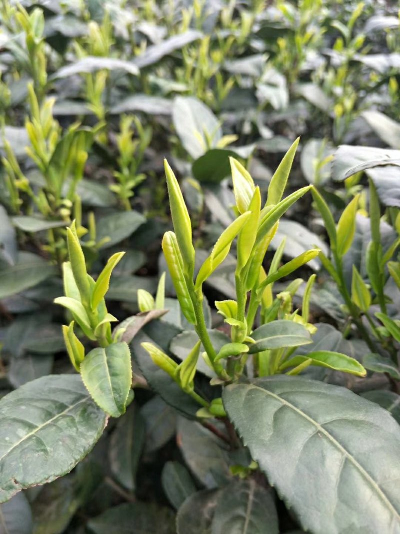 峨眉问春，发芽早的茶树品种，芽头饱满，易采摘