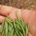 峨眉问春，发芽早的茶树品种，芽头饱满，易采摘