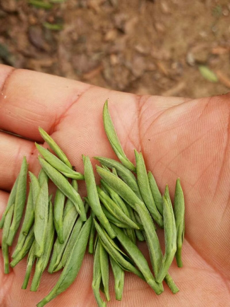 峨眉问春，发芽早的茶树品种，芽头饱满，易采摘