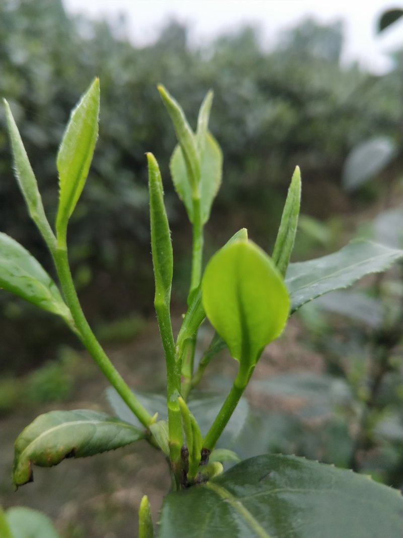 峨眉问春，发芽早的茶树品种，芽头饱满，易采摘